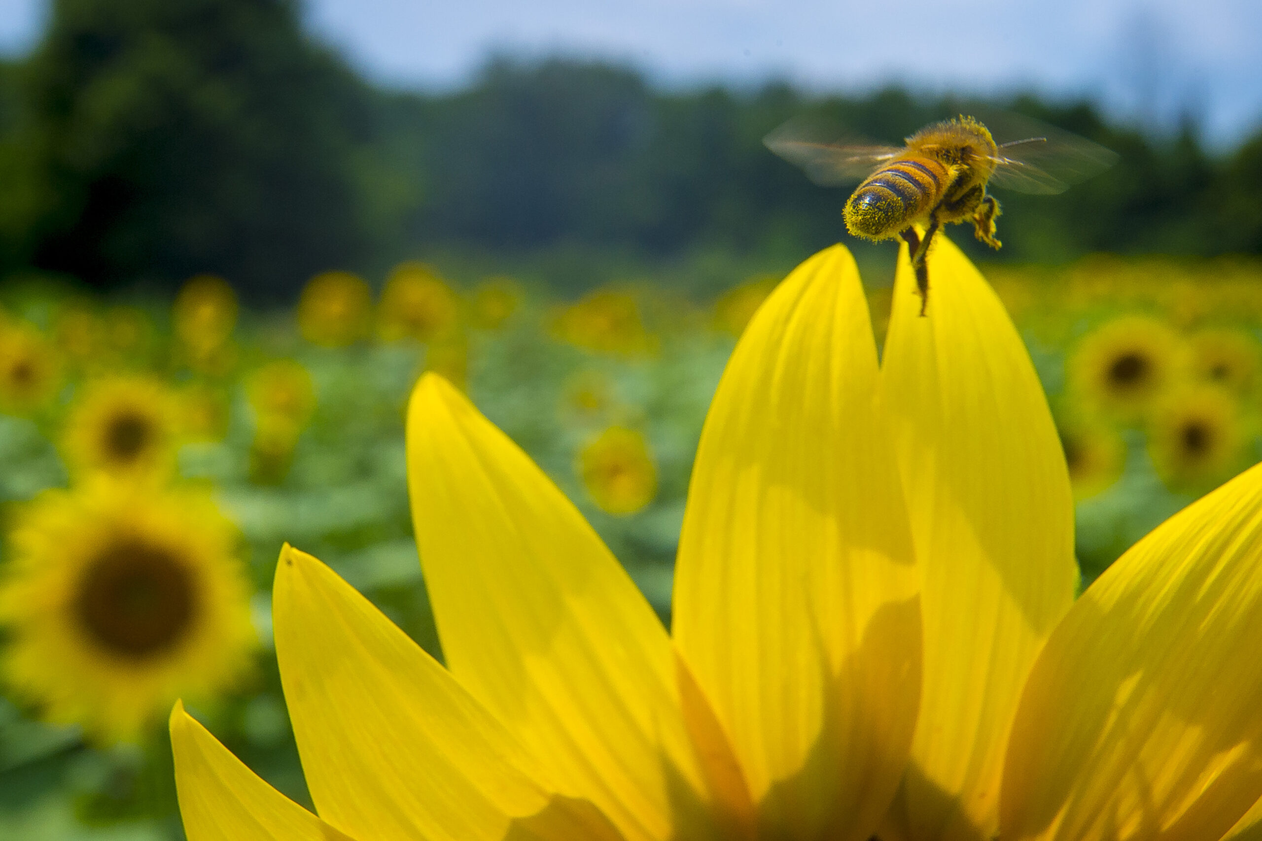 pszczoły a fotowoltaika